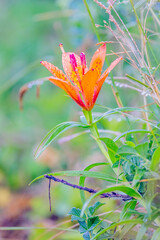 Obraz premium エゾスカシユリ 