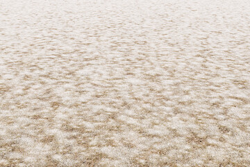 冬の芝の背景素材