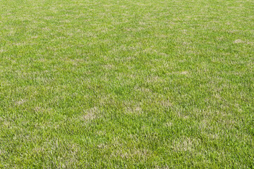 緑の芝をイメージした背景素材