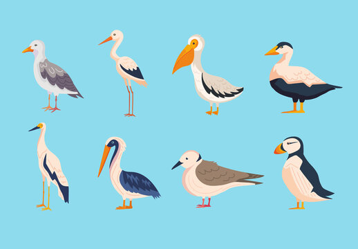 Colorful Shorebirds Seagull Pelican Illustrations Set