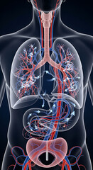 Ultra-detailed scientific illustration human respiratory system air flow 3D vector