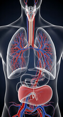 Ultra-detailed scientific illustration human respiratory system air flow 3D vector