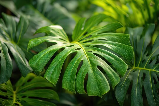 Close Up of Green Monstera Leaf with Yellow Spots and Blurred Green Foliage Background in Daylight
