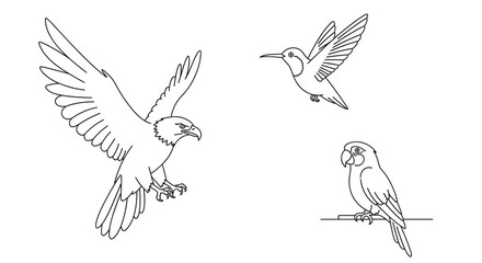 Illustration of an eagle hummingbird and parrot in line drawing style