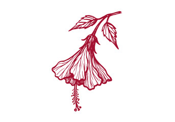 Hibiscus Flower hand drawn simple sketch vector illustration