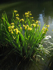 Pond Water Iris - Late light illuminates a group of yellow iris at edge of pond