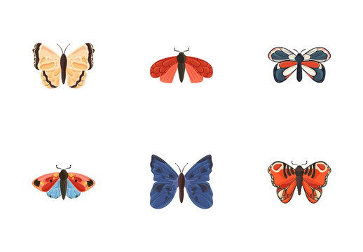 Colorful Butterfly Insect Moth Illustrations Set