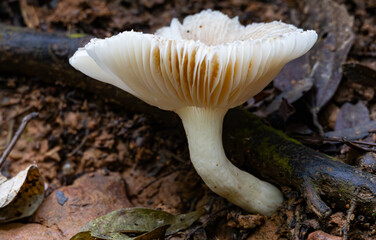 White mushroom undergoing decomposition in the Atlantic Forest.