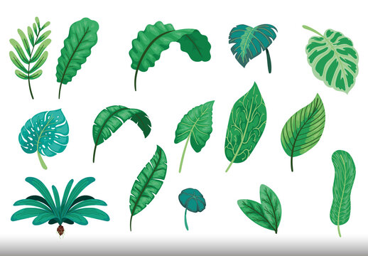 Green And Blue Tropical Exotic Jungle Foliage Leaves Illustrations Set