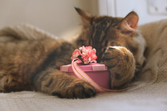 Valentines Day celebration. Pretty cute kitten relaxing on the bed with red hearts and gift box. Tabby cat. Funny pets. Valentines Day, Birthday, Mothers Day, Dating.