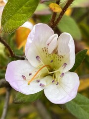 azalea bush blossom