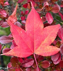 red maple leaf