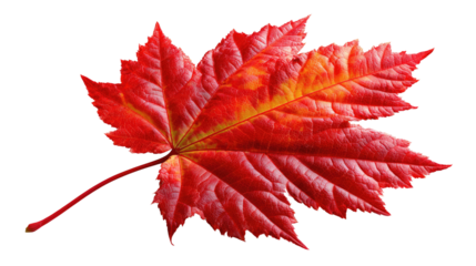 Crimson Autumn Leaf: A vibrant, detailed shot of a single maple leaf, ablaze with the intense hues of autumn. Witness the season's beautiful transition in its full, radiant glory.