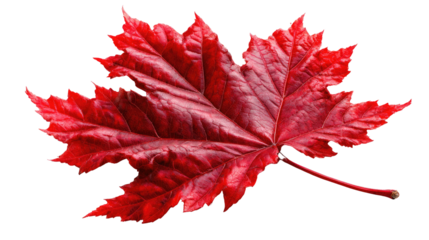 Crimson Maple Leaf: A detailed view of a vibrant, crimson maple leaf showcasing its intricate veins and a touch of autumn's splendor.