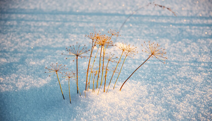 Frozen meadow with grass covered in frost crystal 