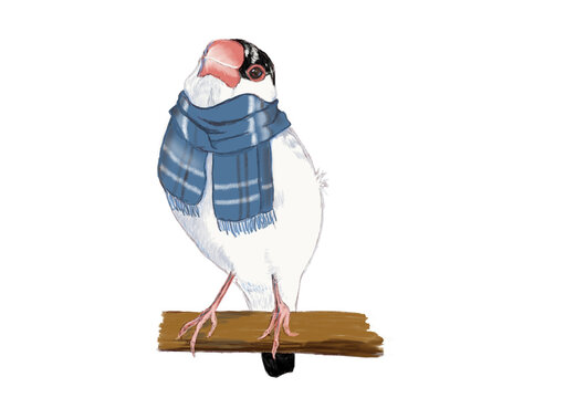 桜文鳥 Images – Browse 147 Stock Photos, Vectors, and Video