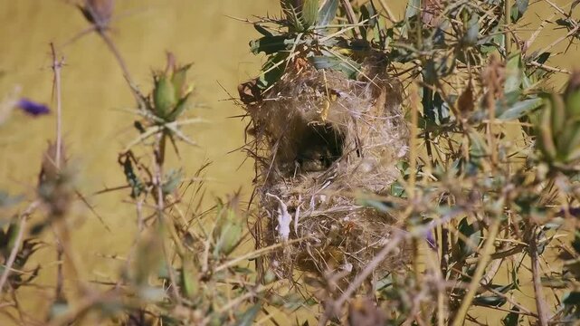 Dusky sunbird Cinnyris fuscus bird in Nectariniidae found in arid savanna, thickets and shrubland in Angola, Botswana, Namibia  and South Africa, small dark sunbird in its nest in the bush.