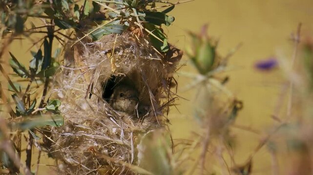 Dusky sunbird Cinnyris fuscus bird in Nectariniidae found in arid savanna, thickets and shrubland in Angola, Botswana, Namibia  and South Africa, small dark sunbird in its nest in the bush.