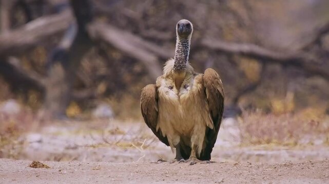 White-backed Vulture - Gyps africanus  is Old World vulture in Accipitridae, closely related to European griffon vulture, walking in dry savannah in Africa. Portrait if the raptor.