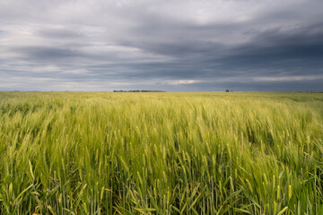 Field of wheat in Argentina before harvest