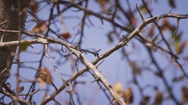 Crimson-breasted Shrike Laniarius atrococcineus or Crimson-breasted gonolek or boubou, black and red southern African nimble and restless bird,  habitat is drier thornbush areas.