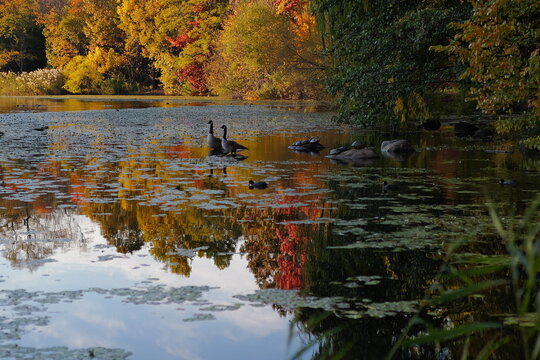 autumn trees reflected in water