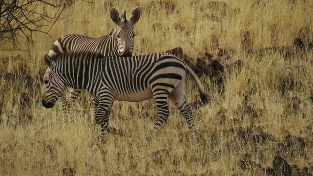 Hartmann's mountain zebra Equus zebra hartmannae subspecies of the mountain zebra found in far south-western Angola and western Namibia, no stripes on its belly, herd of mountain zebras in bushy area.
