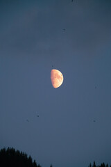 Moon with flock of birds in foreground