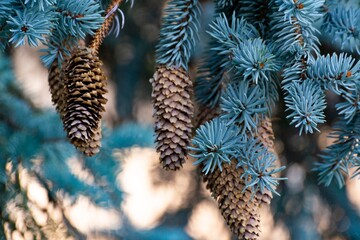 Christmas Background - Pinecone Beauty Series
