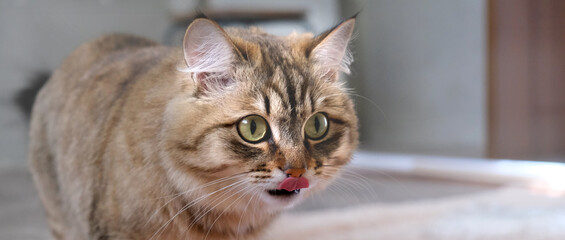 Playful curious tabby cat, Portrait of hungry cat, intensive staring with tongue out, licking. Crossbreed mix british longhair and toyger cat