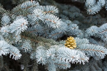 Christmas Background - Pinecone Beauty Series
