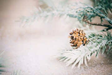 Christmas Background - Pinecone Beauty Series