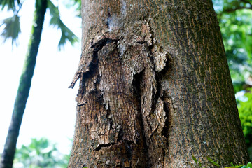 Fototapeta premium Close-up view of tree bark showing cracks, peeling layers, and natural patterns, captured in daylight within a shaded garden environment for detailed organic clarity.