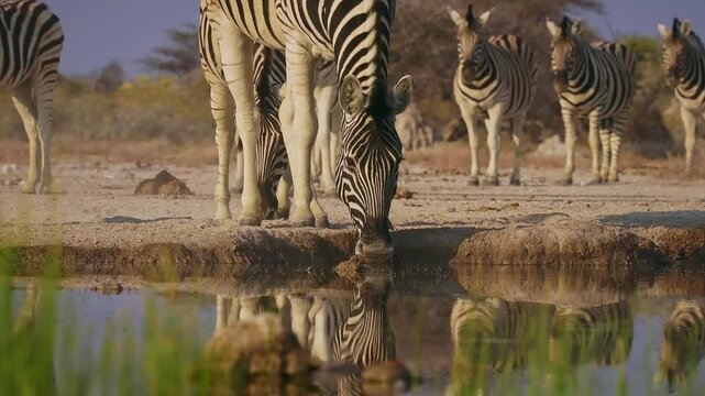 Plains Zebra - Equus quagga formerly Equus burchellii, also common zebra, most common and widespread species of zebra, black and white stripes in savannah, herd at waterhole drinking.