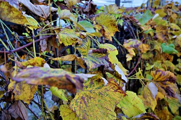 autumn leaves in the forest