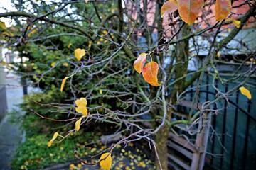 autumn leaves on a tree