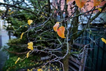 autumn leaves in the water