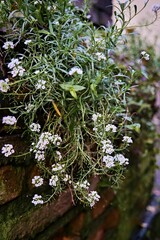 wild thyme in a garden