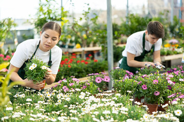 Positive young female florist engaged in cultivation of potted plants, checking flowering white...