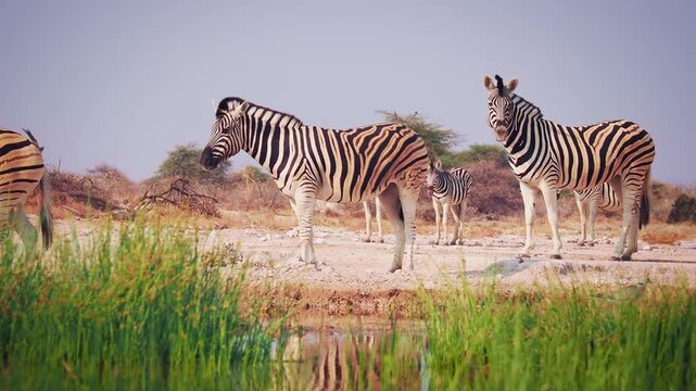 Plains Zebra - Equus quagga formerly Equus burchellii, also common zebra, most common and widespread species of zebra, black and white stripes in savannah, herd at waterhole drinking.