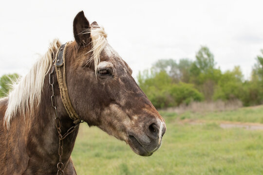 Domestic brown horse muzzle close-up.Horse as a symbol of 2026.