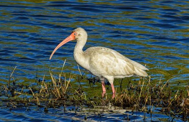 American White Ibis at a National Wildlife Refuge in Texas