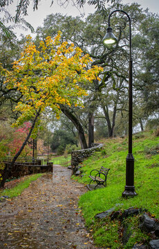 Vertical atmospheric photo of quiet park scene with autumn yellow leaves in the rain with trees, walkway, rocks, bench and lightpost in Auburn, California, U.S.A.