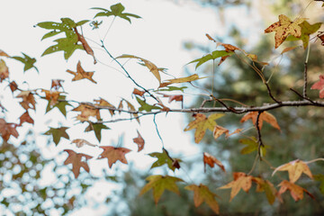 Beautiful Fall 