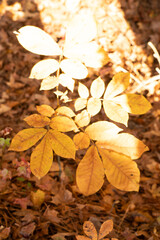 Beautiful Fall 