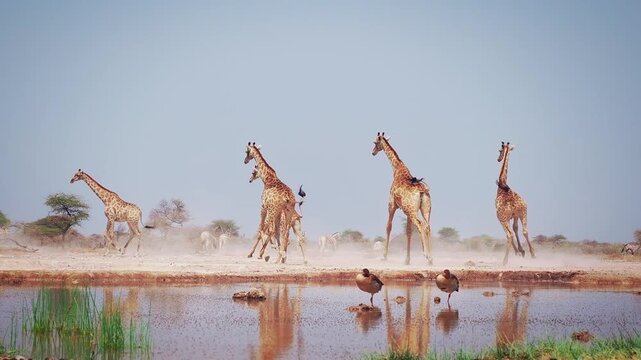 Angolan or Namibian or Smokey giraffe - Giraffa giraffa angolensis, formerly Giraffa camelopardalis angolensis, herd of subspecies of Southern Giraffe in dry savannah near the water hole.