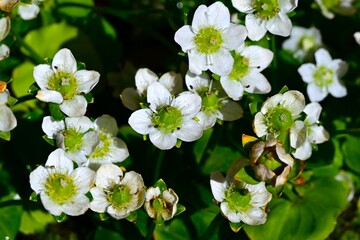 Grass of parnassus (Parnassia palustris) flowers. Celastaraceae, grows in mountain wetlands, and white flowers bloom from summer to autumn.