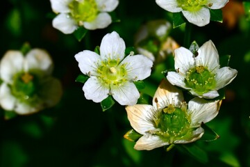 Grass of parnassus (Parnassia palustris) flowers. Celastaraceae, grows in mountain wetlands, and white flowers bloom from summer to autumn.