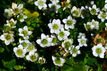 Grass of parnassus (Parnassia palustris) flowers. Celastaraceae, grows in mountain wetlands, and white flowers bloom from summer to autumn.