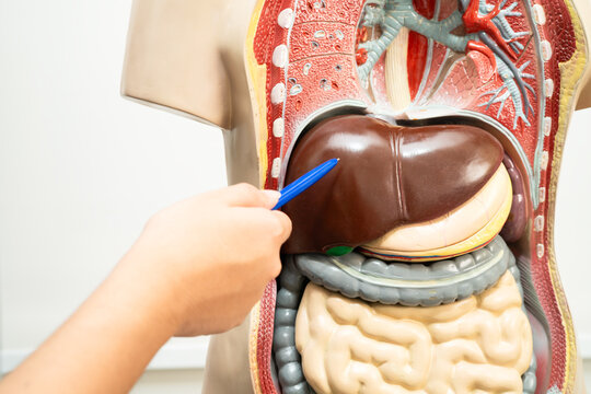 Student teenage learning anatomy biology with human body model in classroom at high school. - Powered by Adobe